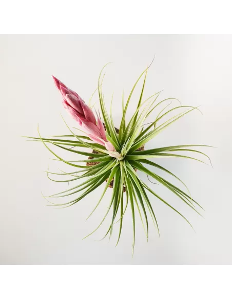 Tillandsia Aeranthos Tropic Skye