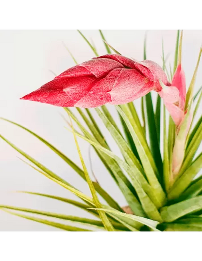 Tillandsia Aeranthos Tropic Skye
