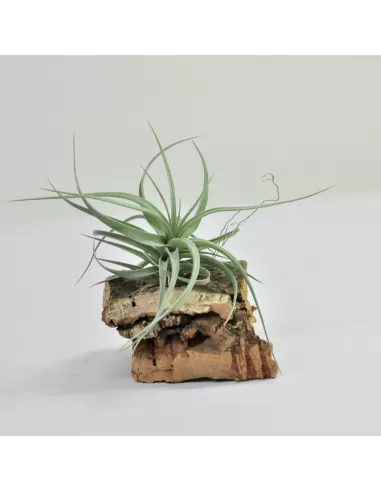 Tillandsia Aeranthos Wavy Slim