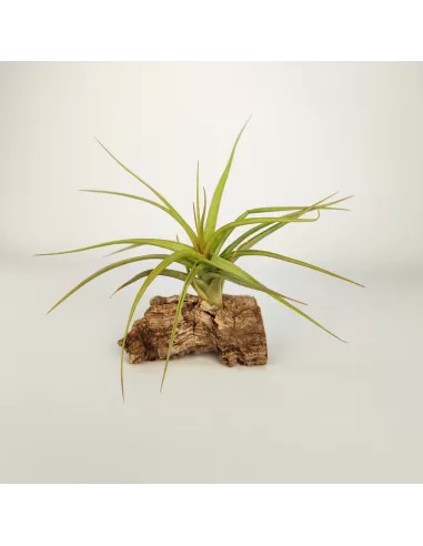 Tillandsia Aeranthos x Bergeri