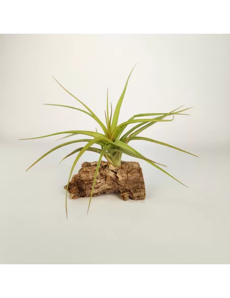 Tillandsia Aeranthos x Bergeri