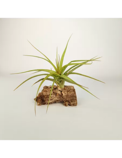 Tillandsia Aeranthos x Bergeri