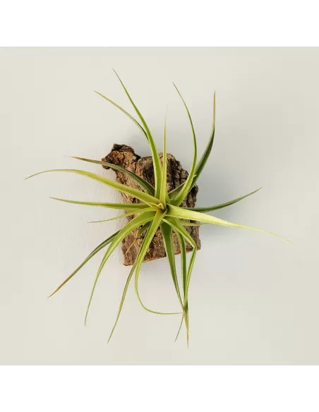 Tillandsia Aeranthos x Bergeri