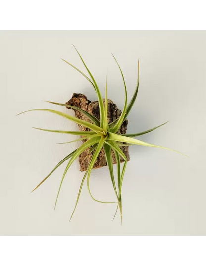 Tillandsia Aeranthos x Bergeri