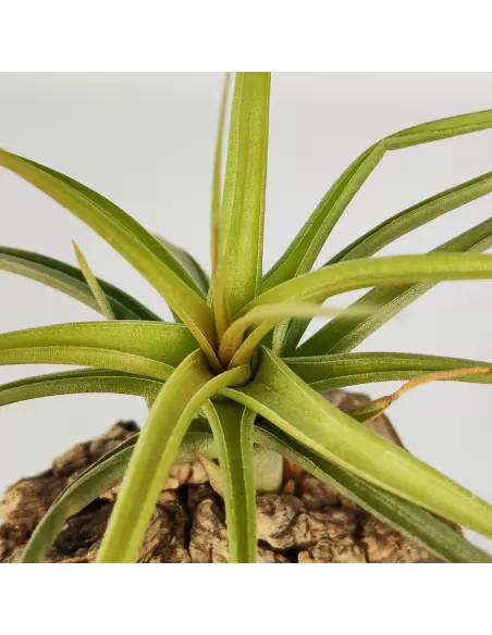 Tillandsia Aeranthos x Bergeri