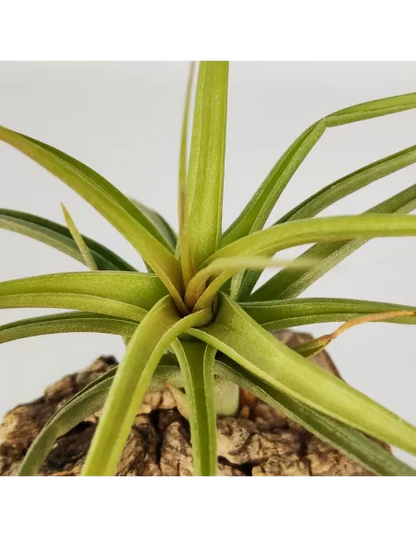 Tillandsia Aeranthos x Bergeri