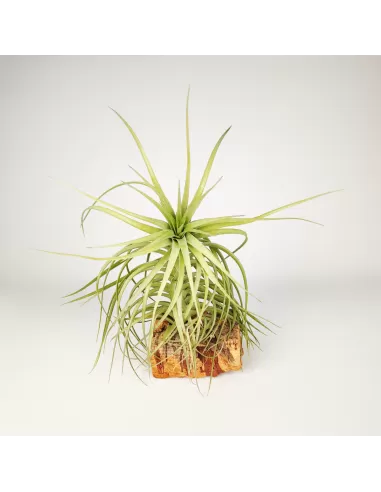 Tillandsia Aeranthos x Holm´s Star Rose