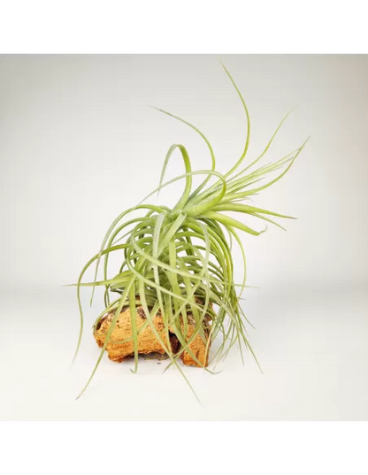 Tillandsia Aeranthos x Holm´s Star Rose