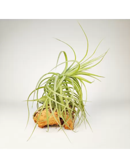 Tillandsia Aeranthos x Holm´s Star Rose