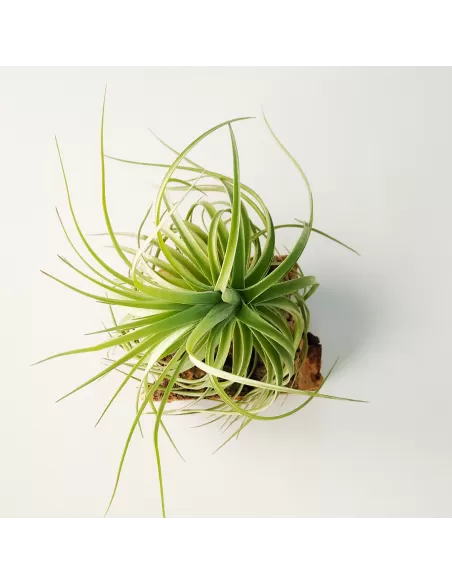 Tillandsia Aeranthos x Holm´s Star Rose