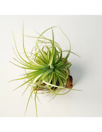 Tillandsia Aeranthos x Holm´s Star Rose