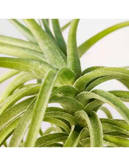 Tillandsia Aeranthos x Holm´s Star Rose