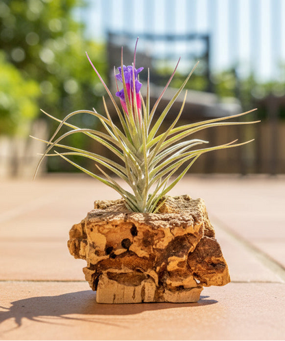 Tillandsia Aeranthos x Seideliana