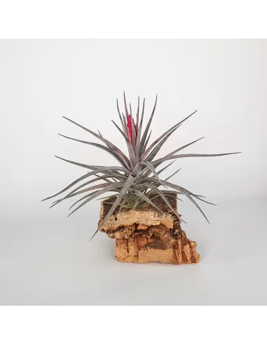 Tillandsia Aeranthos x Tenuifolia Amethyst