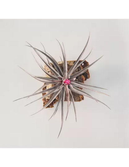 Tillandsia Aeranthos x Tenuifolia Amethyst