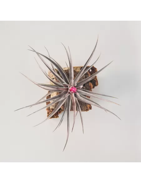 Tillandsia Aeranthos x Tenuifolia Amethyst