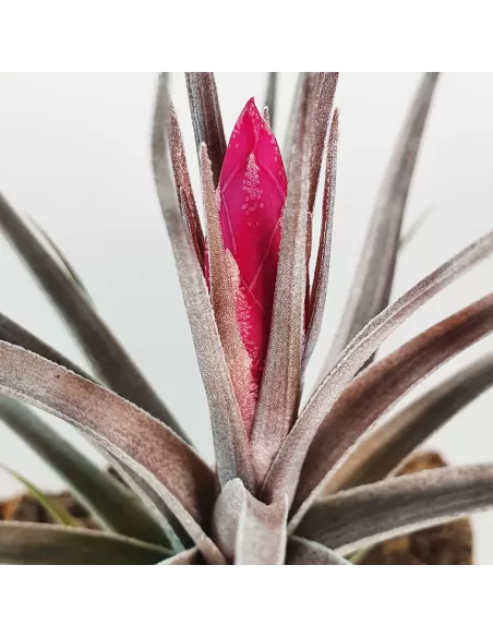 Tillandsia Aeranthos x Tenuifolia Amethyst