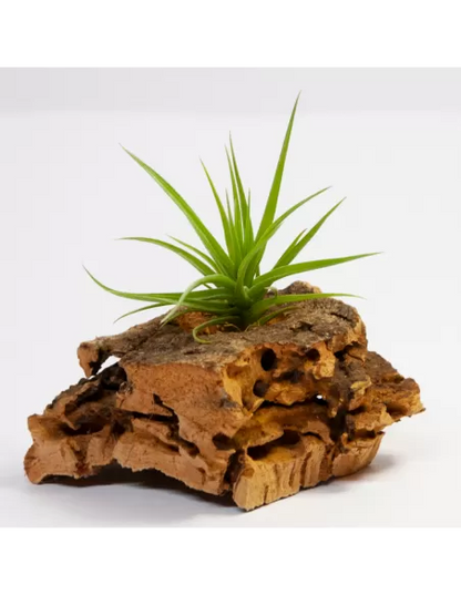 Tillandsia Aeranthos x Tenuifolia Amethyst