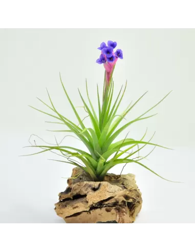Tillandsia Aeranthos