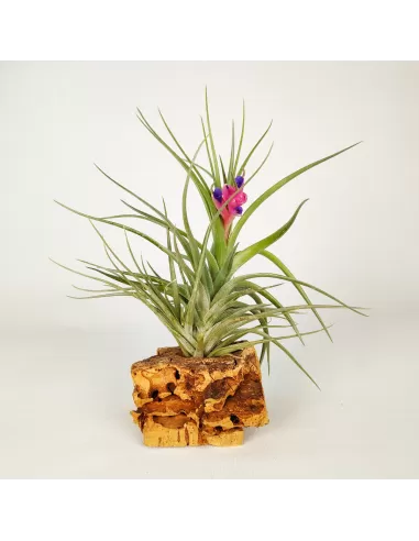 Tillandsia Air Rose