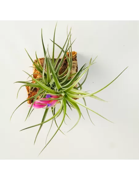 Tillandsia Air Rose