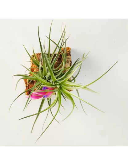 Tillandsia Air Rose