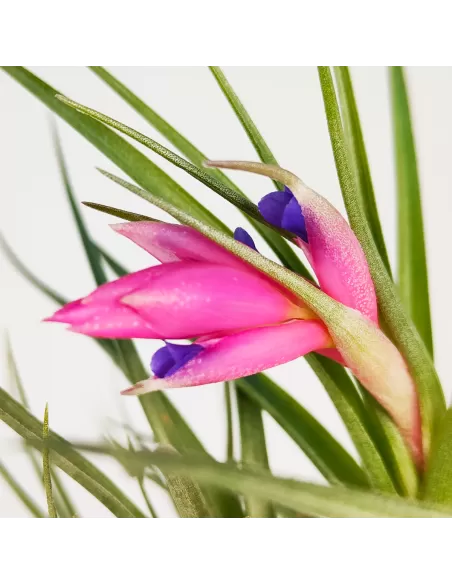 Tillandsia Air Rose