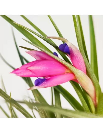 Tillandsia Air Rose