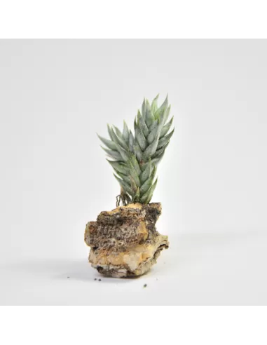 Tillandsia Aizoides