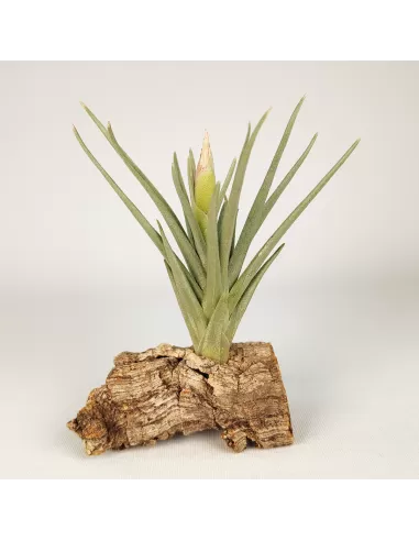 Tillandsia Alberanthos
