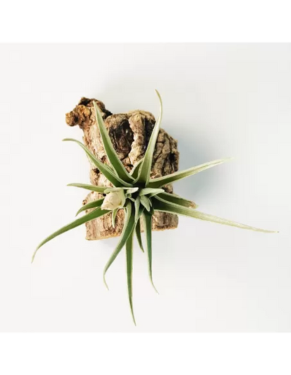 Tillandsia Alberanthos
