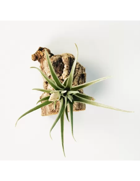 Tillandsia Alberanthos