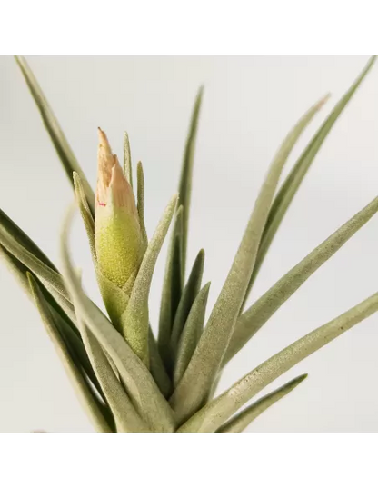 Tillandsia Alberanthos