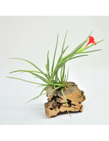 Tillandsia Albertiana