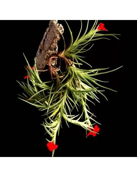 Tillandsia Albertiana Pulk