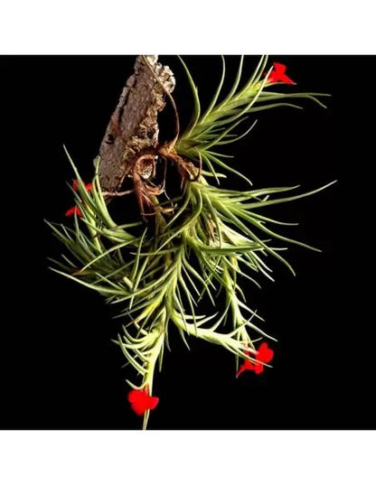 Tillandsia Albertiana Pulk