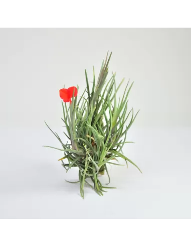 Tillandsia Albertiana Pulk