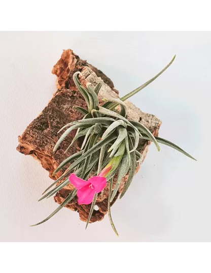 Tillandsia Albertiana × Argentina