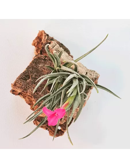 Tillandsia Albertiana × Argentina