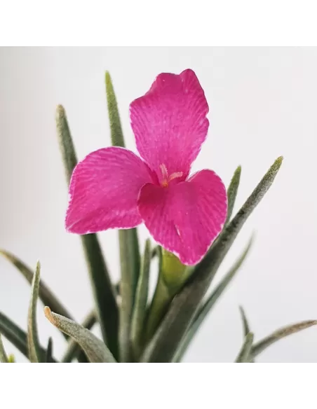 Tillandsia Albertiana × Argentina