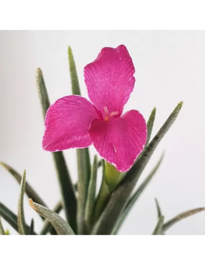 Tillandsia Albertiana × Argentina