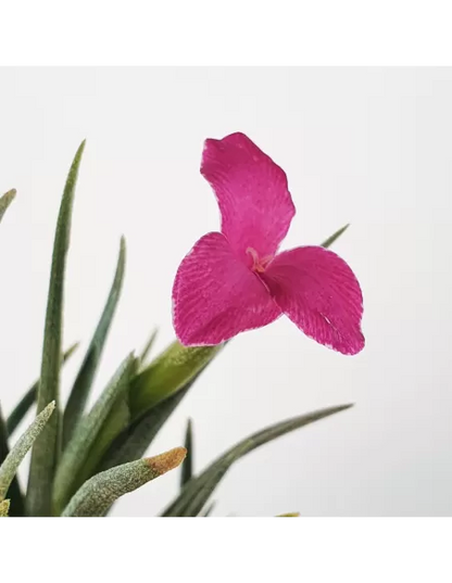 Tillandsia Albertiana × Argentina