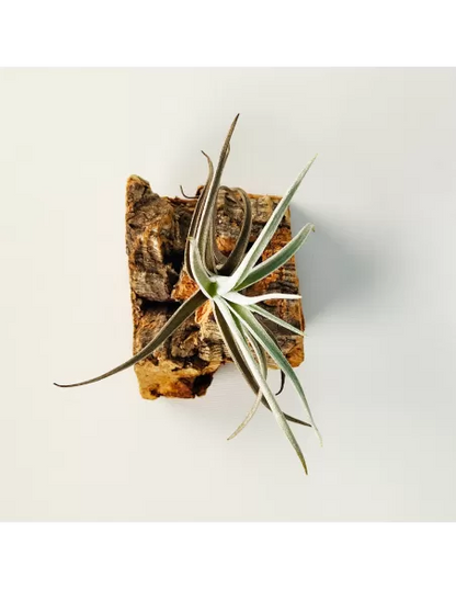 Tillandsia Albertiana x Edithae