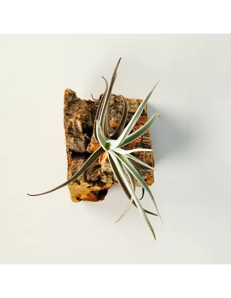 Tillandsia Albertiana x Edithae