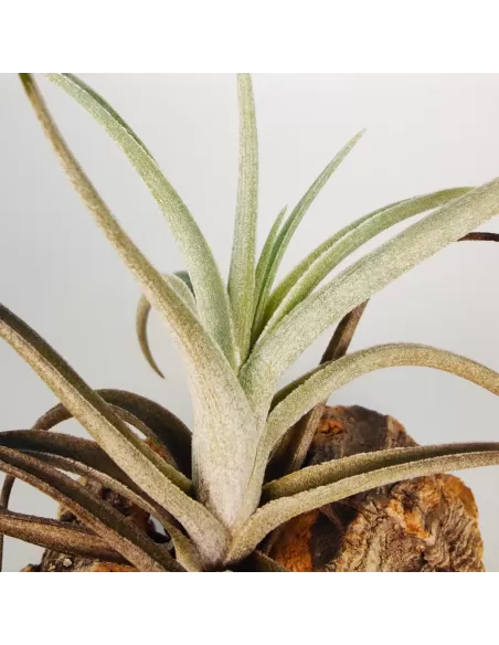 Tillandsia Albertiana x Edithae