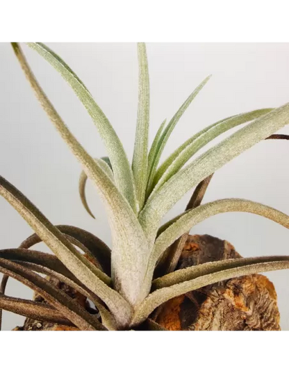 Tillandsia Albertiana x Edithae