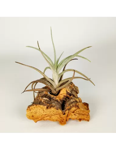 Tillandsia Albertiana x Edithae