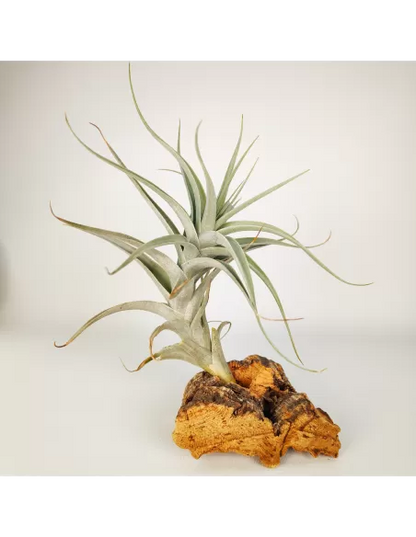 Tillandsia Albida Giant