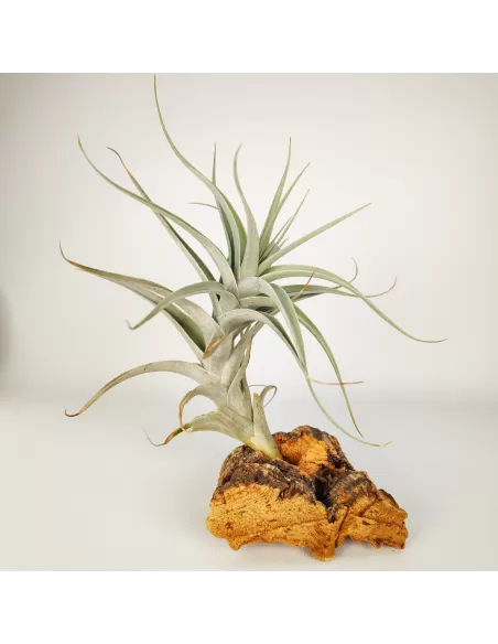 Tillandsia Albida Giant