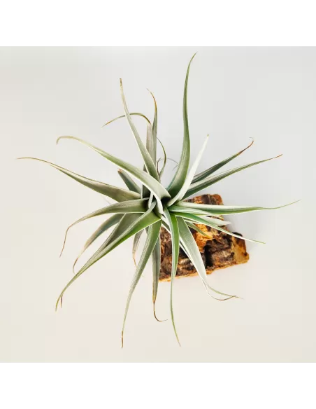 Tillandsia Albida Giant